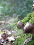 FZ008941 Pear-shaped puffball (Lycoperdon pyriforme).jpg